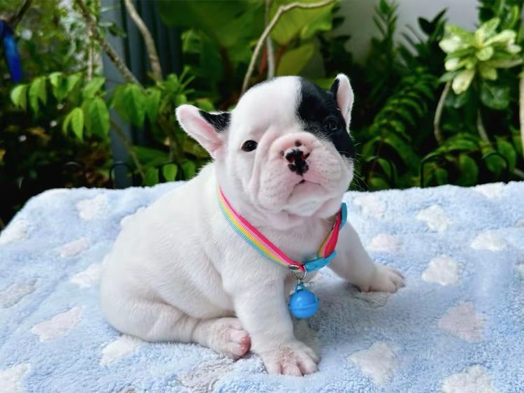 เฟรนช์ บูลด็อก (French Bulldog) เล็ก เฟรนบลูด็อก หญิง ลายวัว