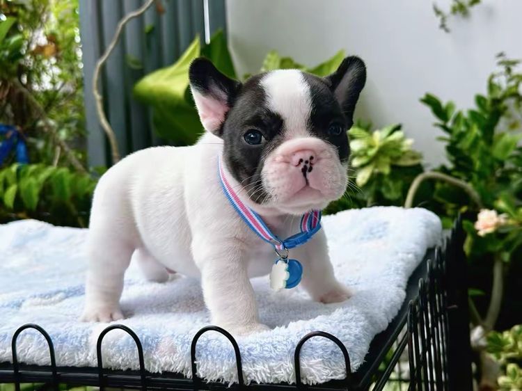 เฟรนช์ บูลด็อก (French Bulldog) เล็ก เฟรนบลูด็อก ชาย ลายวัว