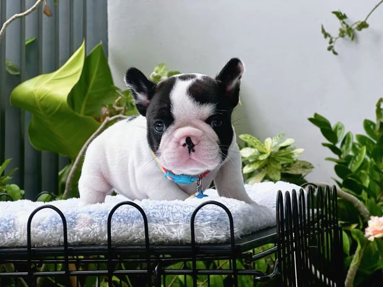 เฟรนช์ บูลด็อก (French Bulldog) เล็ก เฟรนบลูด็อก ชาย ลายวัว