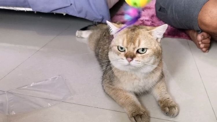 บริติช ชอร์ตแฮร์ (British Shorthair) บริติช​ ช็อต​แฮร์​