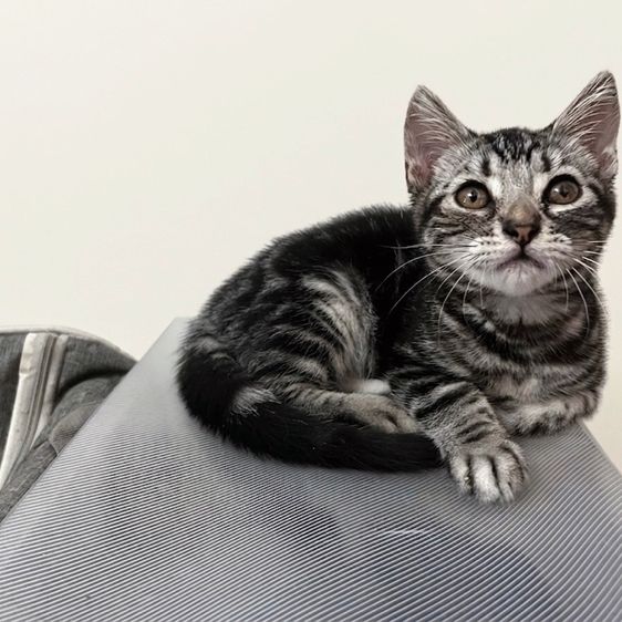 อเมริกัน ชอร์ตแฮร์ (American Shorthair) แมวอเมริกันชอตแฮร์