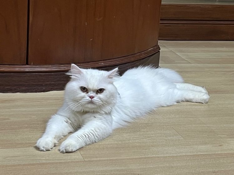 พ่อพันธุ์สก็อตติช รูปที่ 2