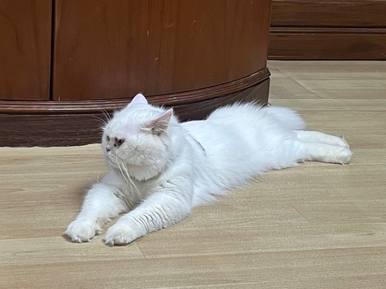 พ่อพันธุ์สก็อตติช รูปที่ 5