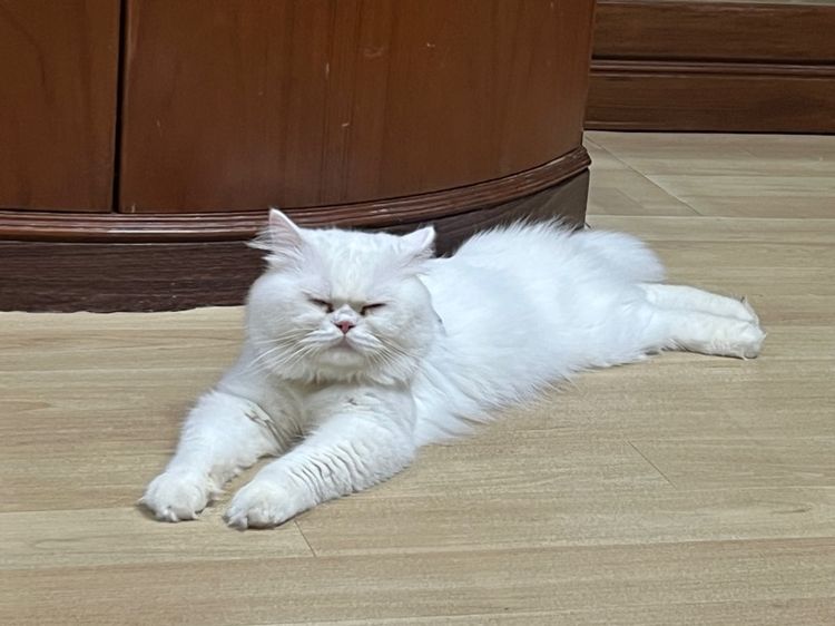 พ่อพันธุ์สก็อตติช รูปที่ 3
