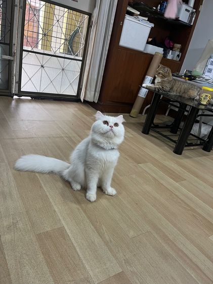 สก็อตติช โฟลด์ (Scottish Fold) พ่อพันธุ์สก็อตติช