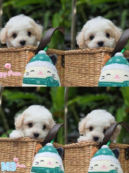 พุดเดิ้ล (Poodle) เล็ก น้องหมาพุดเดิ้ล