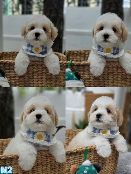 พุดเดิ้ล (Poodle) เล็ก น้องหมาพุดเดิ้ลตาโตน่ารักๆ