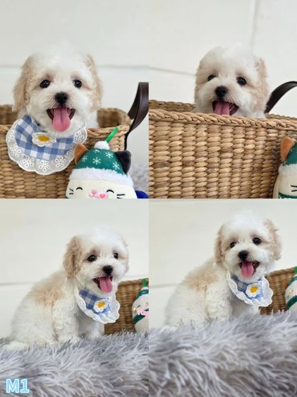 น้องชิเดิ้ล