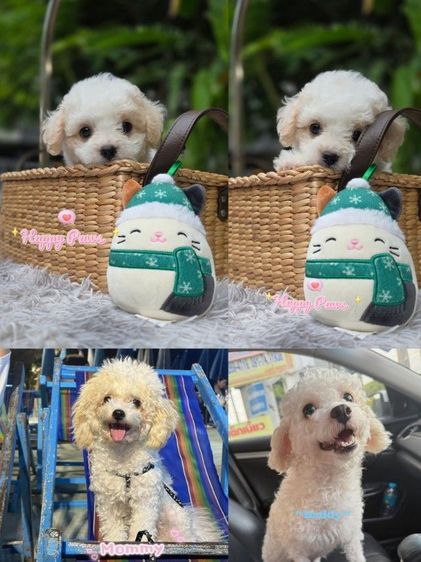 พุดเดิ้ล (Poodle) เล็ก พุดเดิ้ลคิ้วๆค่า