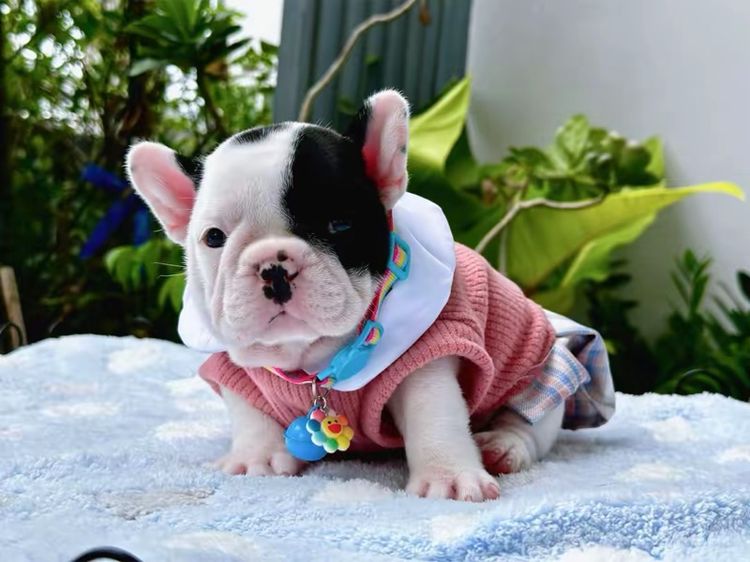เฟรนบลูด็อก หญิง ลายวัว รูปที่ 18