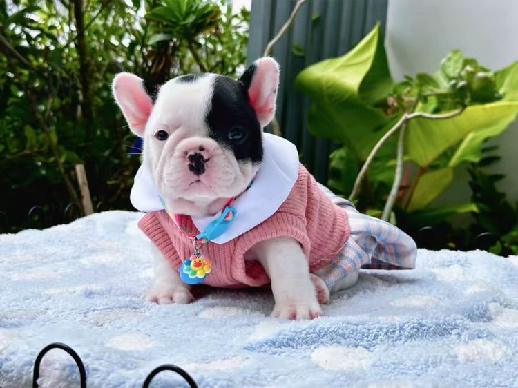 เฟรนบลูด็อก หญิง ลายวัว รูปที่ 7