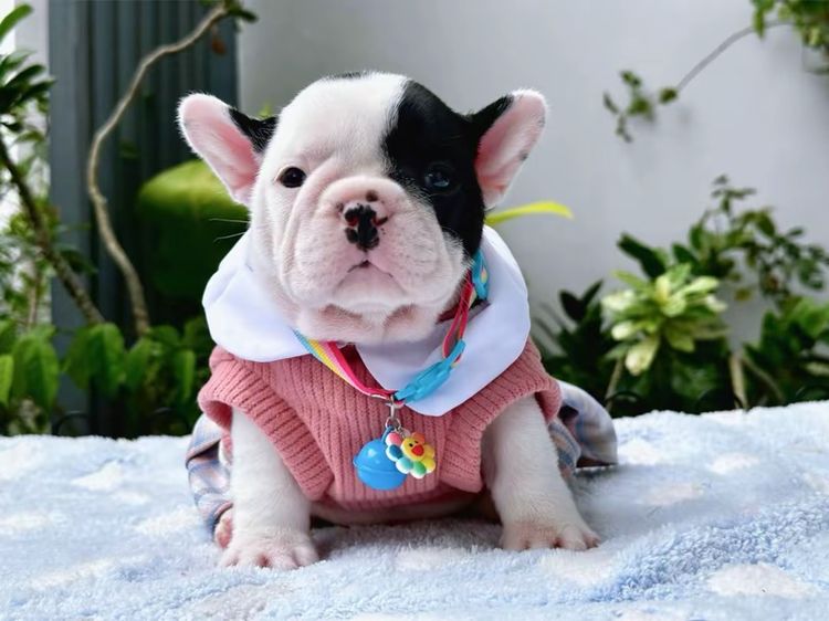 เฟรนบลูด็อก หญิง ลายวัว รูปที่ 8
