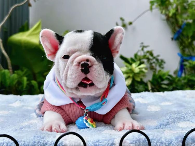 เฟรนบลูด็อก หญิง ลายวัว รูปที่ 4