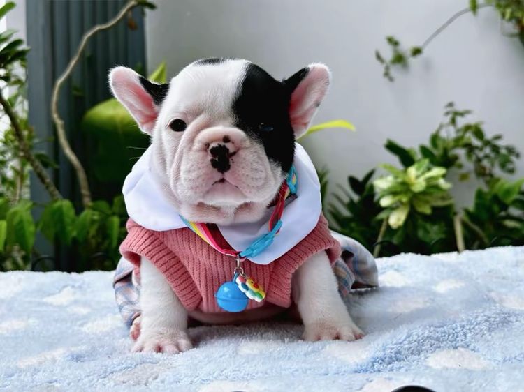 เฟรนบลูด็อก หญิง ลายวัว รูปที่ 12
