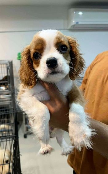 คาวาเลียร์ คิง ชาลส์ สแปเนียล (Cavalier King Charles Spaniel) เล็ก สอ งหนุ่ มน้อยคาวาเลียร์ คิง ชาลส์ สแปเนียล 