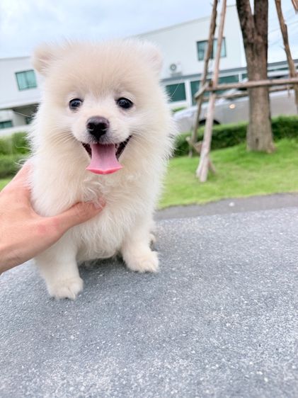 🐩ปอมเมอเรเนียน🚺เพศเมีย