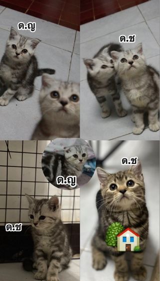 สก็อตติช โฟลด์ (Scottish Fold) สก็อตติชโฟล์ด