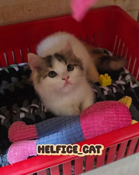 แจกฟรีค่ะ พอดีทำหมันแม่น้องไม่ทัน