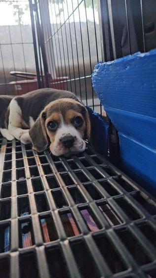 ลูกบีเกิ้ลเมีย ตัวสุดท้าย