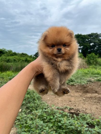 แอมแท้หน้าหมี