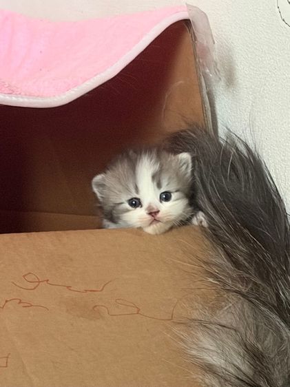 เปอร์เซีย (Persian) ลูกแมวเปอร์เซีย
