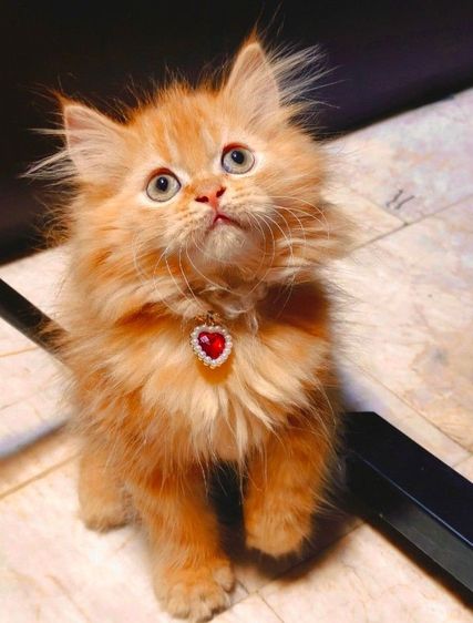 scottish ขนสั้นและขนยาว ราคาเท่ากันหมด รูปที่ 6