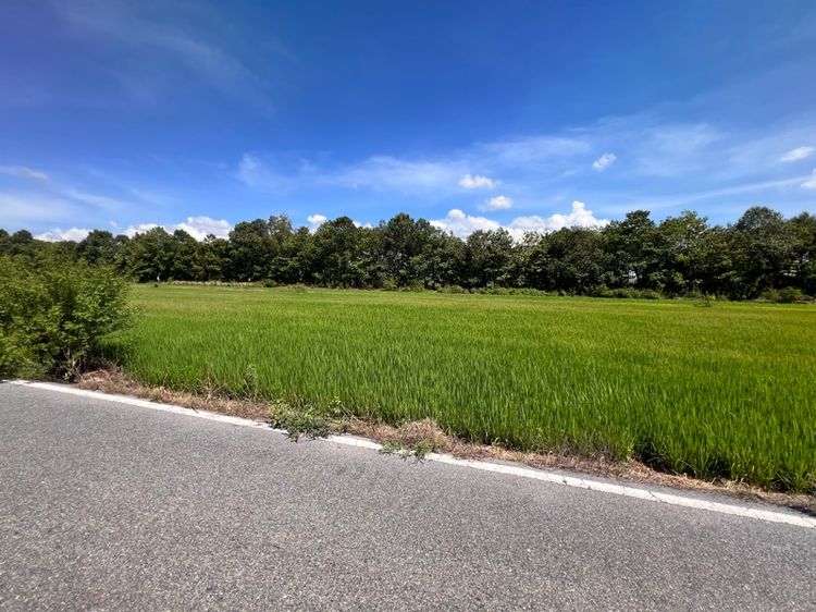 ขายถูกมากกกก. . .(ก่อนปรับขึ้นตามราคาประเมิน) เดินทางสะดวก น้ำไฟถึง บรรยากาศดี มีเพื่อนบ้าน รูปที่ 2