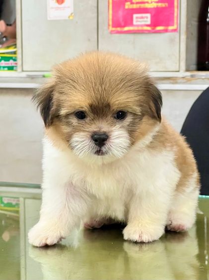 ลูกสุนัข