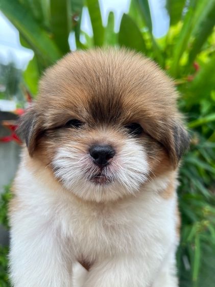 ลูกสุนัข รูปที่ 3