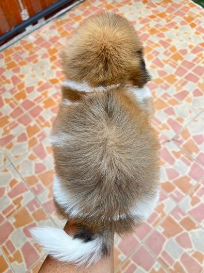 ลูกสุนัข รูปที่ 4