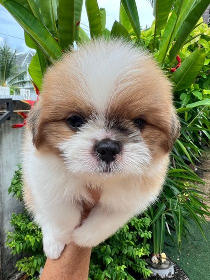 ลูกสุนัข รูปที่ 3