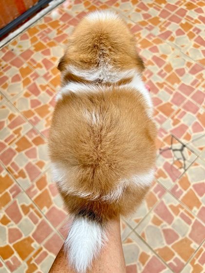 ลูกสุนัข รูปที่ 4