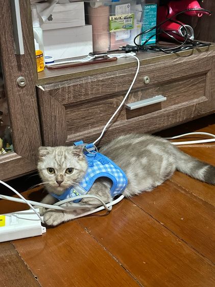 ด.ช.สก็อตติช อายุ 4 เดือน