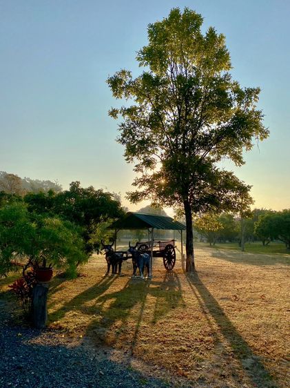 ขายที่ดินดอยสะเก็ด พร้อมบ้านพักตากอากาศ เชียงใหม่ รูปที่ 2