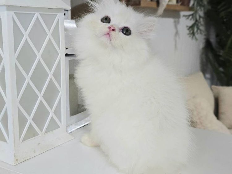 แมวเปอร์เซีย เพศผู้ อายุ 2 เดือนกว่า อ้วน แข็งแรง สนใจแอดไลน์ fern262935 รูปที่ 3