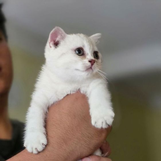 สก็อตติช โฟลด์ (Scottish Fold) สก็อตติซ - โฟลด์ เด็กหญิง