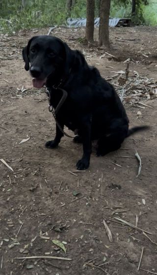 ลาบาดอเมียสีดำ4ปียังไม่ทำหมัน