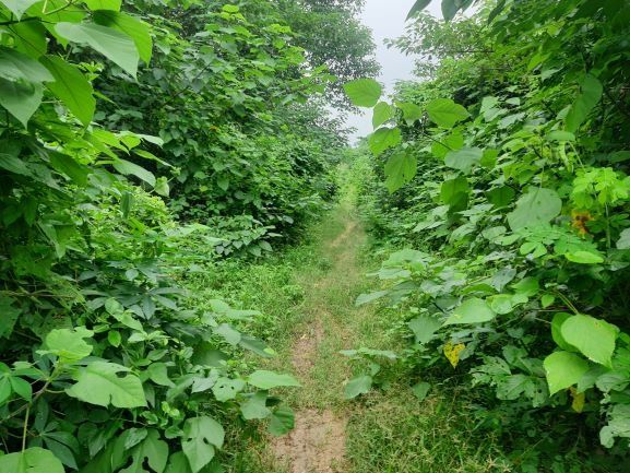 ขายที่ดิน อ.สบปราบ จ.ลำปาง ติดถนนหลวงหมายเลข 1 พหลโยธิน รูปที่ 3