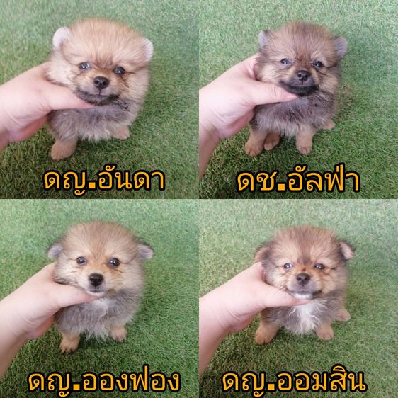 ด่วน เริ่ม 3000 ปอมเเท้ ปอมผสมชิสุห์ ฟอร์มสวย ไซส์เล็กพร้อมย้าย