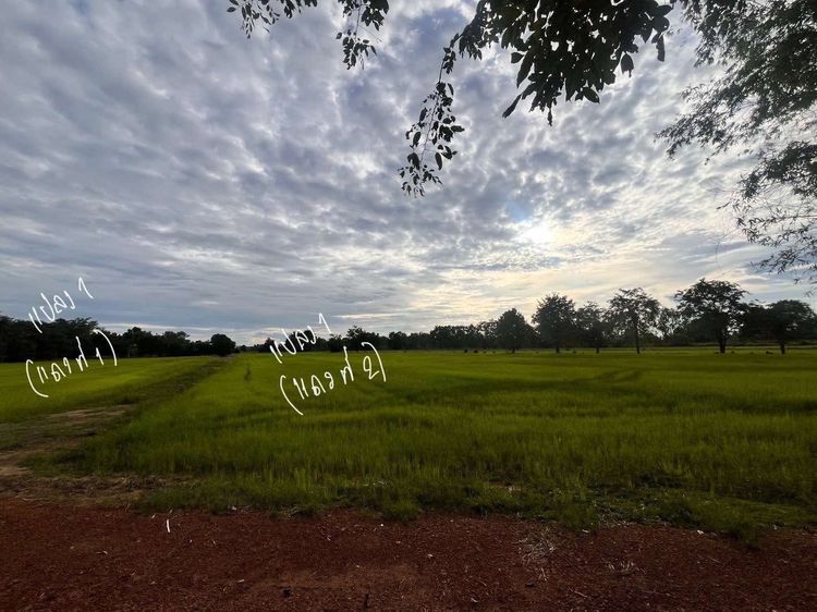 ขายที่ดิน 98 ไร่ กว่า อ.ขาณุวรลักษบุรี ถูกมาก ก่อนราคาประเมินปรับขึ้น รูปที่ 2