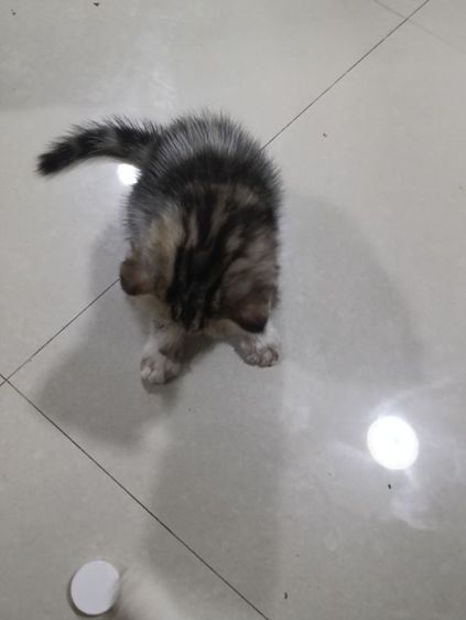 หาบ้านให้น้องค่าเพศ..ญ..วัยกำลังน่ารักน้องอายุ1เดือน50วันสนใจทักสก็อตแท้หูพับสนใจทักไลน์มาคุยนะค่าบ รูปที่ 12