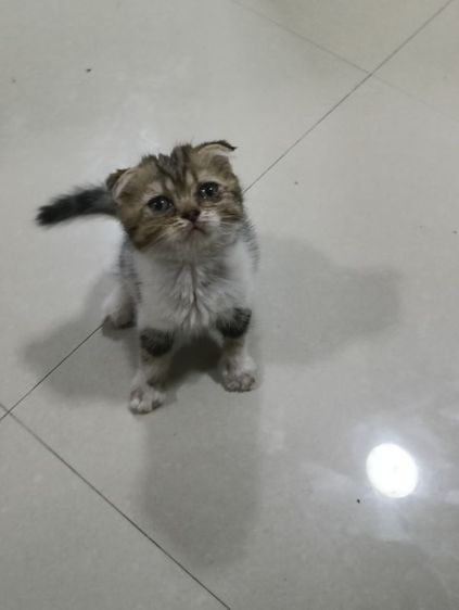 หาบ้านให้น้องค่าเพศ..ญ..วัยกำลังน่ารักน้องอายุ1เดือน50วันสนใจทักสก็อตแท้หูพับสนใจทักไลน์มาคุยนะค่าบ รูปที่ 10