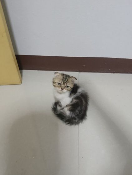 หาบ้านให้น้องค่าเพศ..ญ..วัยกำลังน่ารักน้องอายุ1เดือน50วันสนใจทักสก็อตแท้หูพับสนใจทักไลน์มาคุยนะค่าบ รูปที่ 2