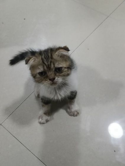หาบ้านให้น้องค่าเพศ..ญ..วัยกำลังน่ารักน้องอายุ1เดือน50วันสนใจทักสก็อตแท้หูพับสนใจทักไลน์มาคุยนะค่าบ รูปที่ 15
