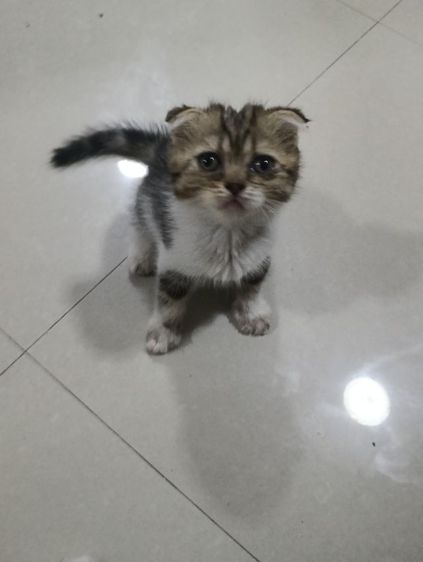 หาบ้านให้น้องค่าเพศ..ญ..วัยกำลังน่ารักน้องอายุ1เดือน50วันสนใจทักสก็อตแท้หูพับสนใจทักไลน์มาคุยนะค่าบ รูปที่ 11