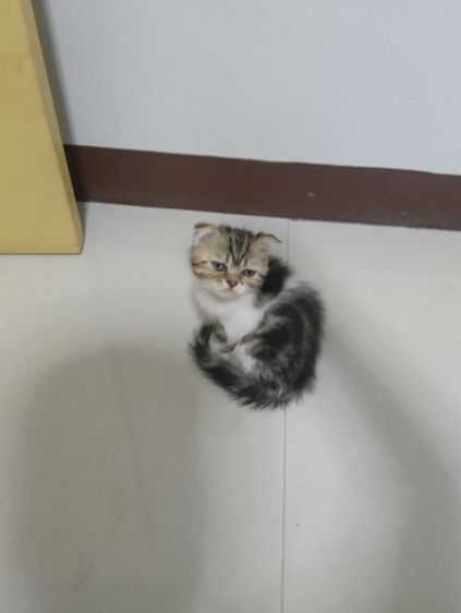 หาบ้านให้น้องค่าเพศ..ญ..วัยกำลังน่ารักน้องอายุ1เดือน50วันสนใจทักสก็อตแท้หูพับสนใจทักไลน์มาคุยนะค่าบ รูปที่ 8