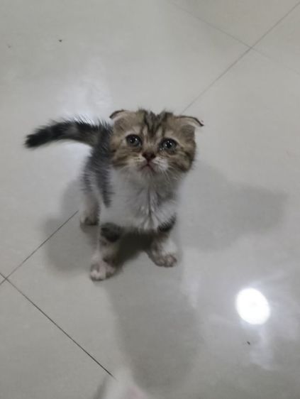 หาบ้านให้น้องค่าเพศ..ญ..วัยกำลังน่ารักน้องอายุ1เดือน50วันสนใจทักสก็อตแท้หูพับสนใจทักไลน์มาคุยนะค่าบ รูปที่ 9
