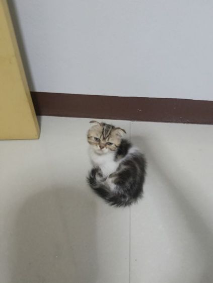 หาบ้านให้น้องค่าเพศ..ญ..วัยกำลังน่ารักน้องอายุ1เดือน50วันสนใจทักสก็อตแท้หูพับสนใจทักไลน์มาคุยนะค่าบ รูปที่ 6