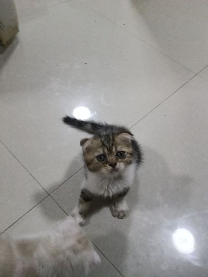 หาบ้านให้น้องค่าเพศ..ญ..วัยกำลังน่ารักน้องอายุ1เดือน50วันสนใจทักสก็อตแท้หูพับสนใจทักไลน์มาคุยนะค่าบ รูปที่ 13