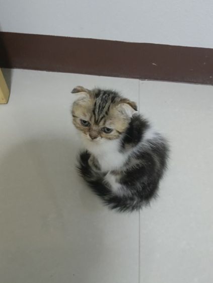 หาบ้านให้น้องค่าเพศ..ญ..วัยกำลังน่ารักน้องอายุ1เดือน50วันสนใจทักสก็อตแท้หูพับสนใจทักไลน์มาคุยนะค่าบ รูปที่ 7
